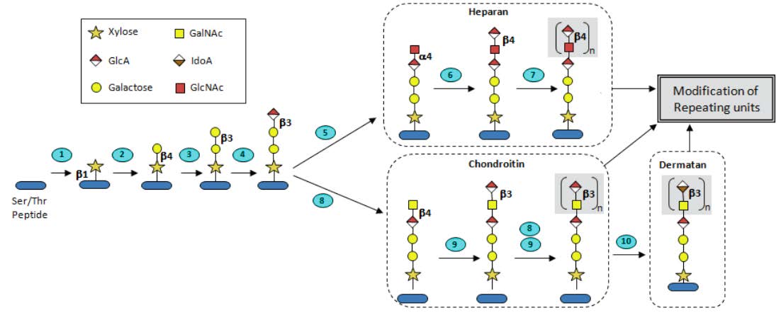 Biosynthetic pathway of heparin/heparan sulfate and chondroitin sulfate/dermatan sulfate glycosaminoglycans