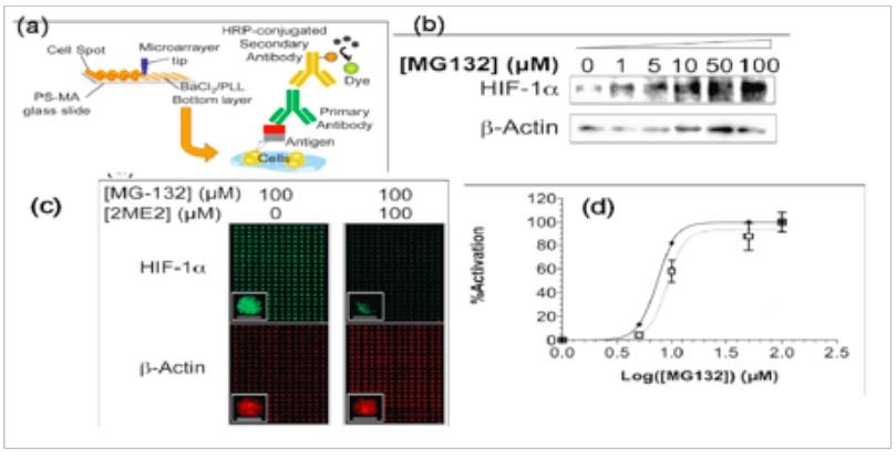  Three-dimensional cellular microarray for the study of murine stem cells. a