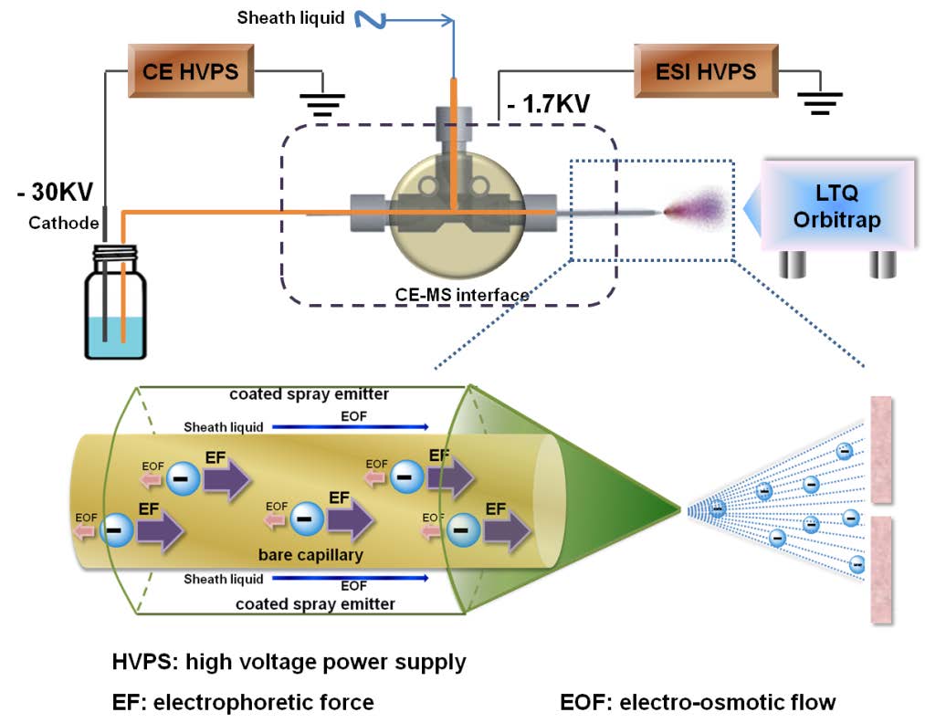 Dr. Linhardt’s group established a novel hyphenated CE-MS method relying on a reverse polarity separation with the analyte injected at the cathode and a coated sheath capillary interface to promote the electrokinetic pumping of negatively charged heparin oligosaccharides for MS analysis.