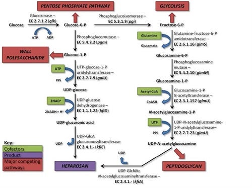 The process of producing a bioengineering heparin product