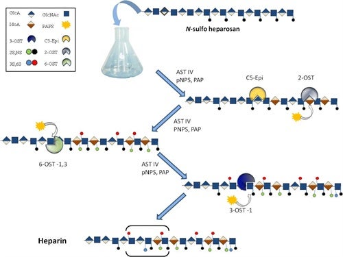 Once extracted and purified, the heparosan polysaccharide undergoes a series of in vitro chemoenzymatic modifications to make heparin.