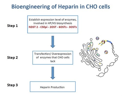 Bioengineering of Heparin in CHO cells