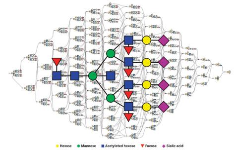 The structure of N-linked glycans, a complex mixture of oligosaccharides made from only a few types of building blocks, can be determined by deconstructing them in mass spectrometry. Starting from the left, an oligosaccharide is broken down into smaller pieces by removing one monosaccharide at a time. The overlaid structure shows a fully fucosylated and sialylated tetraantennary glycan.