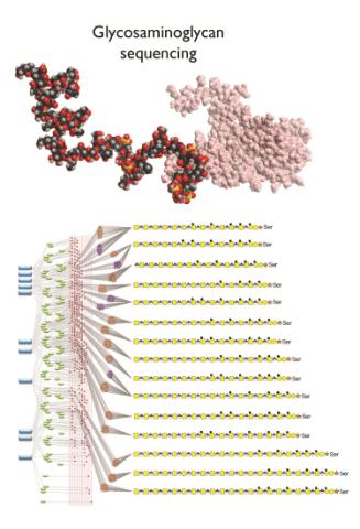 Graphic depicting Glycosaminoglycan sequencing