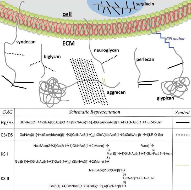 Various proteoglycans embedded in the cell membrane or free floating in the ECM are shown.