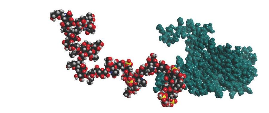 A space filling model of bikunin, the simplest proteoglycan is shown