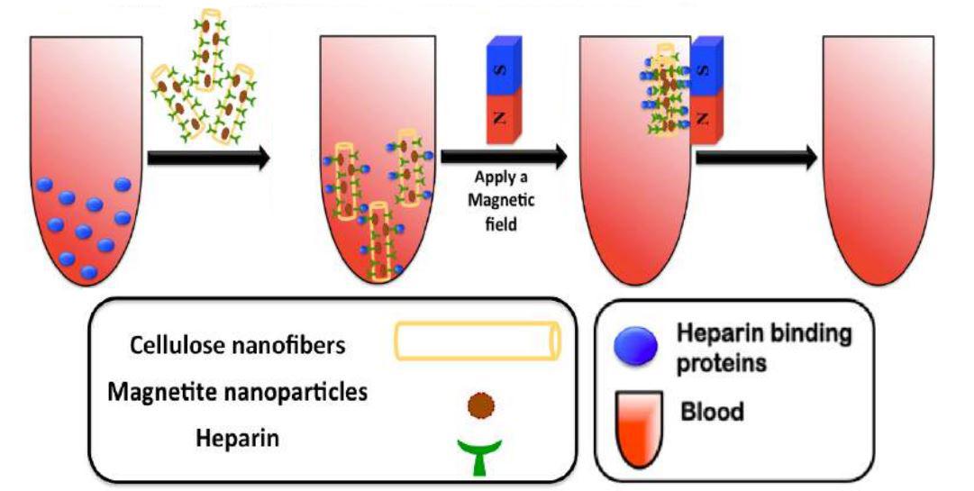 Cellulose-Magnetite fibers with covalently bound heparin on the surface for the use of purification of heparin binding proteins