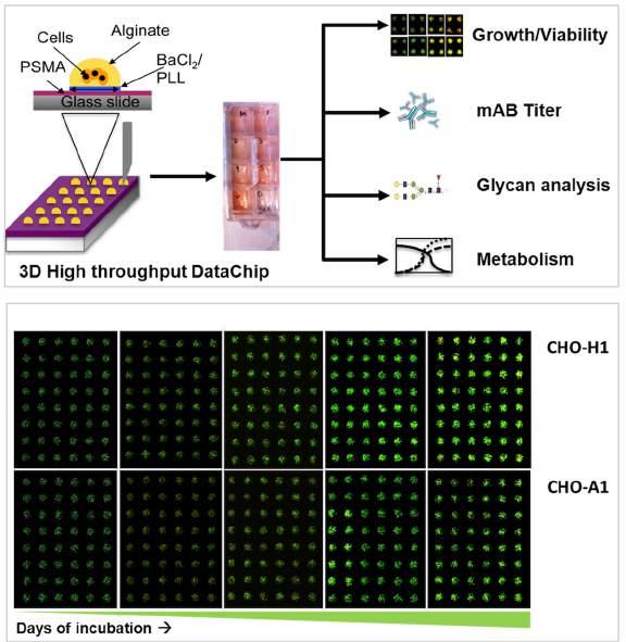 A cell-based microarray on a microscope slide in which cells are entrapped in a hemispherical gel matrix