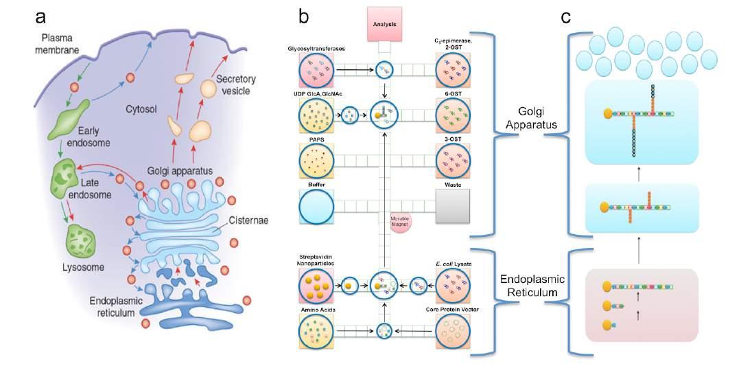 An artificial Golgi and artificial ER are inspired from their natural counterparts