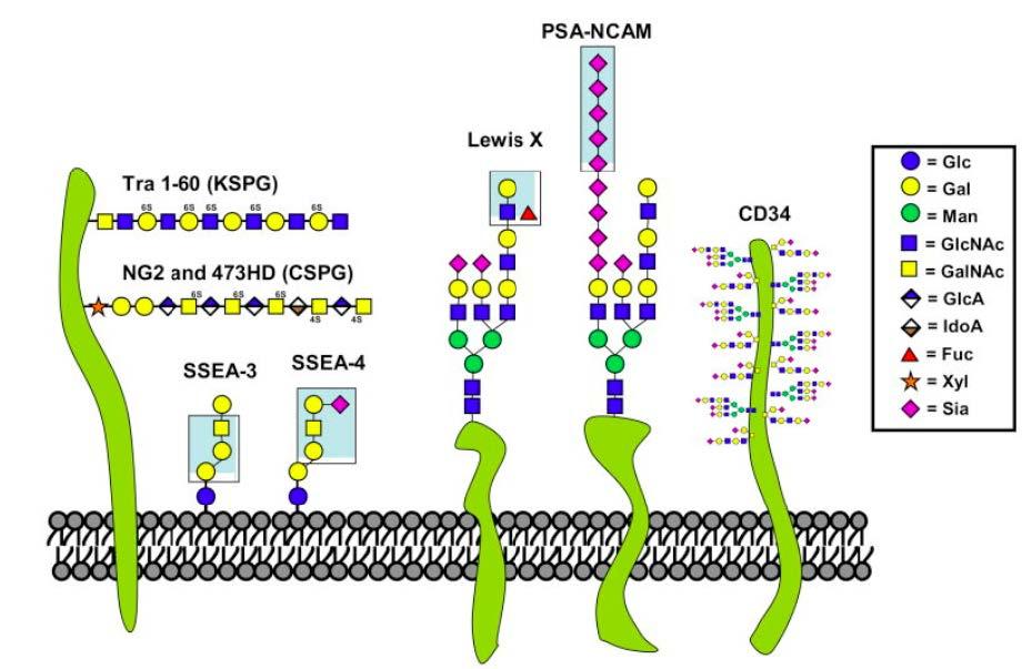 The glycocalyx of an animal cell containing membrane-bound glycolipids, glycoproteins and proteoglycans