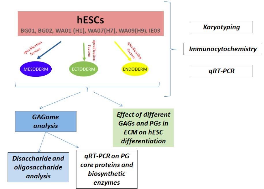 Schematic plan of glycan analyses upon differentiation of several human Embryonic Stem Cells lines into representatives of mesoderm, endoderm and ectoderm. 