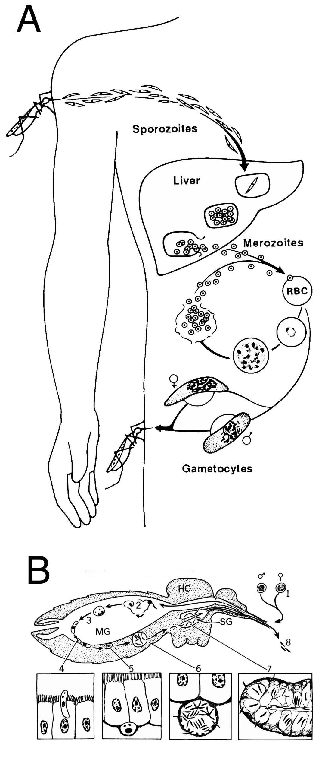 The life cycle of Plasmodium in the mammalian host (A) and the mosquito (B)