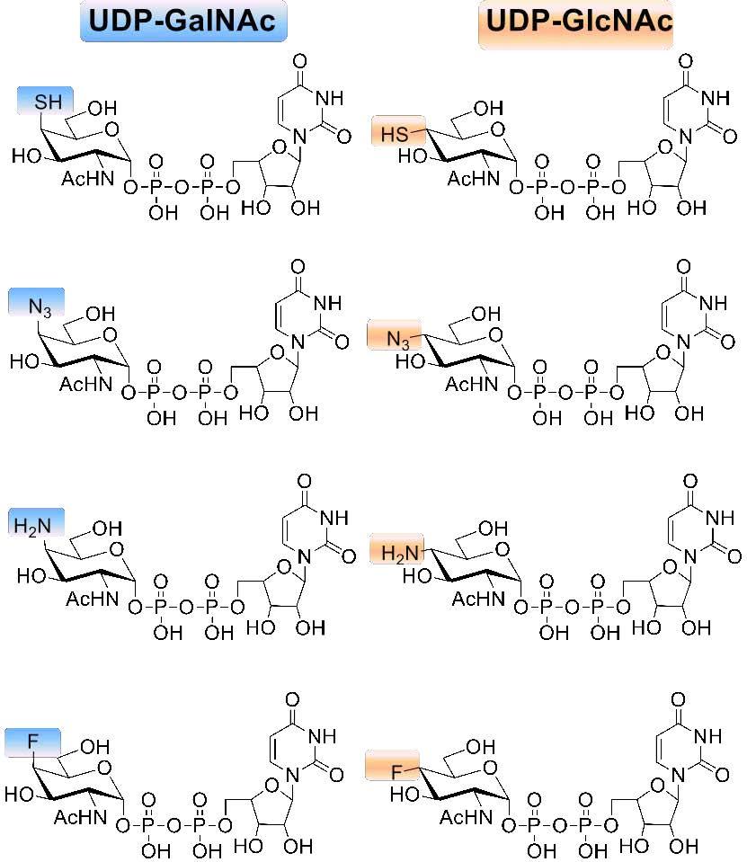 Structures of unnatural UDP-sugars